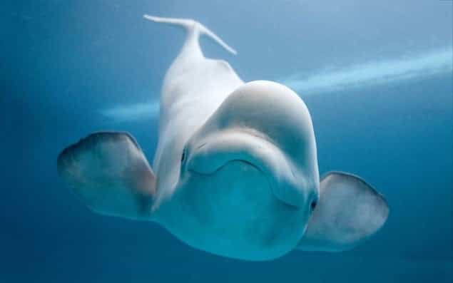VIDEO: Beluga Whale Is Fascinated With Man Playing Bagpipes VIDEO: Beluga Whale Is Fascinated With Man Playing Bagpipes