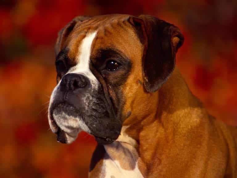VIDEO – This Boxer Dog Was Not Impressed About Being Left Behind In The Car And She Let Everyone Know It