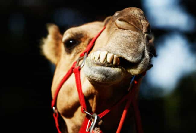 PICTURE: There’s a Camel Wandering Around Tallaght At the Moment… PICTURE: There’s a Camel Wandering Around Tallaght At the Moment…