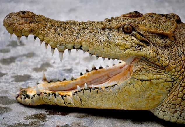 VIDEO: Daredevil Feeds A Crocodile From His Mouth VIDEO: Daredevil Feeds A Crocodile From His Mouth
