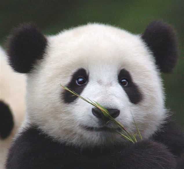 VIDEO: Giant Momma Panda Forces Her Baby To Take A Little Nap VIDEO: Giant Momma Panda Forces Her Baby To Take A Little Nap