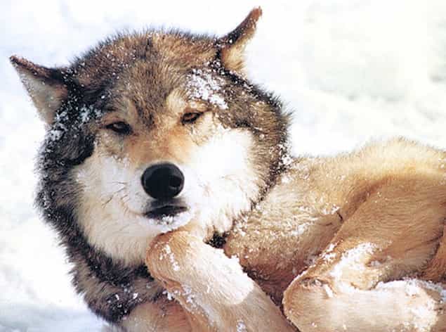 VIDEO: This Adorable Wolf Loves To Have Her Belly Rubbed Like A Harmless Pup Would VIDEO: This Adorable Wolf Loves To Have Her Belly Rubbed Like A Harmless Pup Would