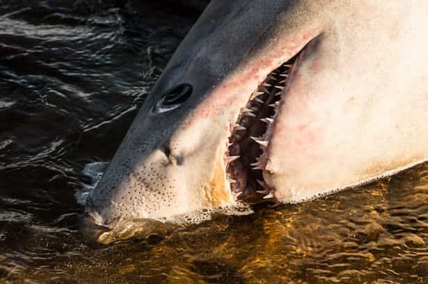 Giant Shark From The Great White Family Washes Up On A Beach In Kerry