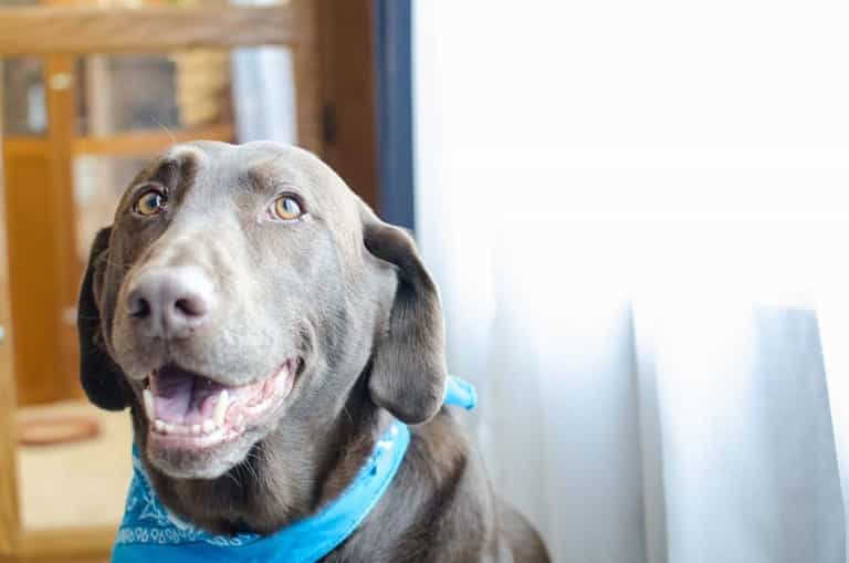 PICTURES – Meet Rusty The Stray Dog Who Is Now A Companion To Nursing Home Residents