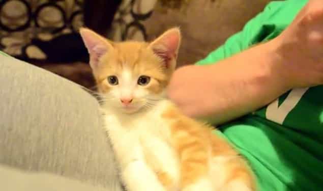 VIDEO: Sleepy Kitten Just Can’t Stay Awake