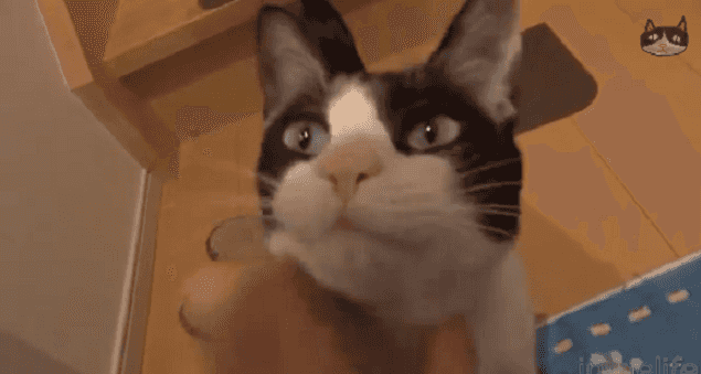 VIDEO: This Cat Proves That Not All Furry Felines Lack The Ability To Show Affection VIDEO: This Cat Proves That Not All Furry Felines Lack The Ability To Show Affection
