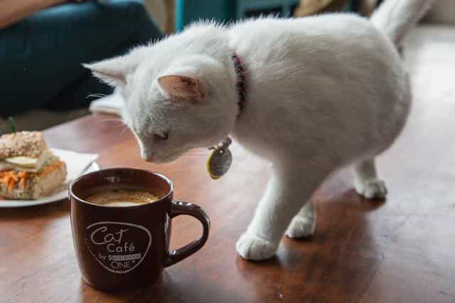 First American Cat Café Opens in New York City First American Cat Café Opens in New York City