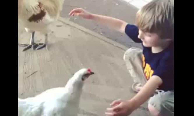 VIDEO – We Never Knew That Chickens Could Give Really Good Hugs, This Little Boy Knew