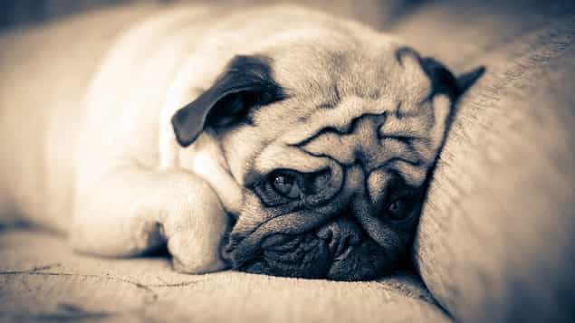 Here Are All The Reasons Why Pugs Are The Biggest Divas Of The Animal Kingdom Here Are All The Reasons Why Pugs Are The Biggest Divas Of The Animal Kingdom