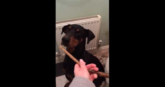 Watch: Incredibly Patient Doberman Waits for the “Ok” Before Wolfing Down Treats Watch: Incredibly Patient Doberman Waits for the “Ok” Before Wolfing Down Treats
