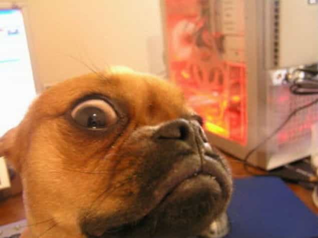 14 Animals That Are Definitely Creeping On You 14 Animals That Are Definitely Creeping On You