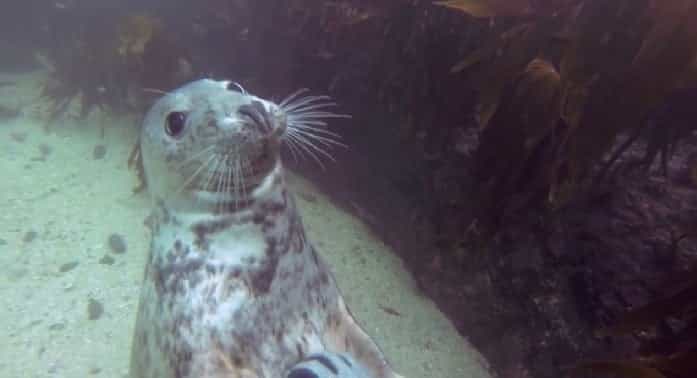 VIDEO: Happy Seal Loves Getting Belly Rubs and Tickles From Divers VIDEO: Happy Seal Loves Getting Belly Rubs and Tickles From Divers