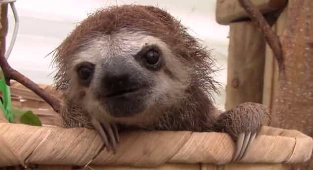 VIDEO: Watch This Adorable Baby Sloth Compilation – It’s Weird And Adorable At The Same Time VIDEO: Watch This Adorable Baby Sloth Compilation – It’s Weird And Adorable At The Same Time