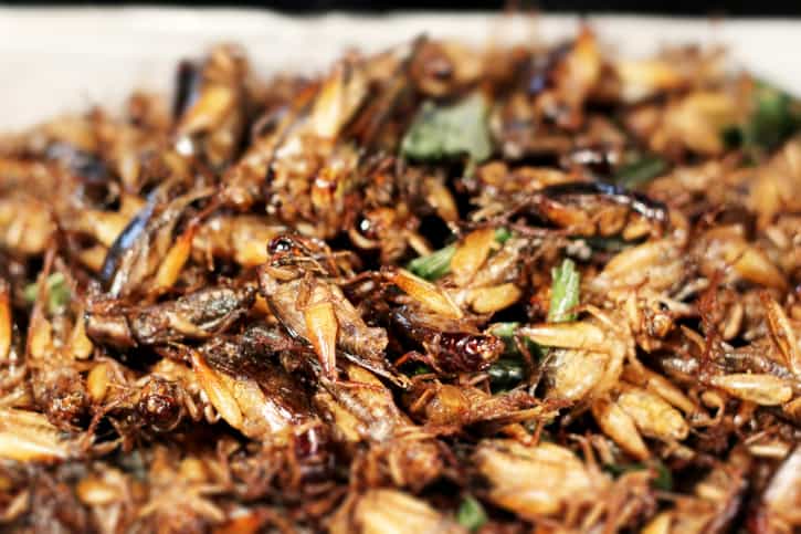 Would You Eat These Insects? First “Pestaurant” to Open in Kerry Would You Eat These Insects? First “Pestaurant” to Open in Kerry