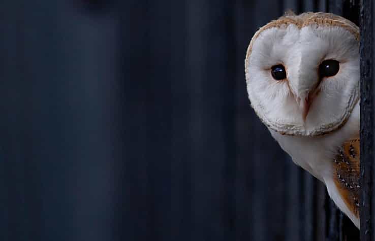 What a Hoot! Owl Cafés in Japan Let You Pet Adorable Owls All Day What a Hoot! Owl Cafés in Japan Let You Pet Adorable Owls All Day