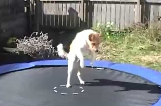 This Video Of Animals Jumping On Trampolines Is The Best Thing Ever This Video Of Animals Jumping On Trampolines Is The Best Thing Ever