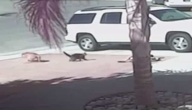 “My Cat Saved My Son” – Video Shows Cat Saving Boy From Dog Attack “My Cat Saved My Son” – Video Shows Cat Saving Boy From Dog Attack