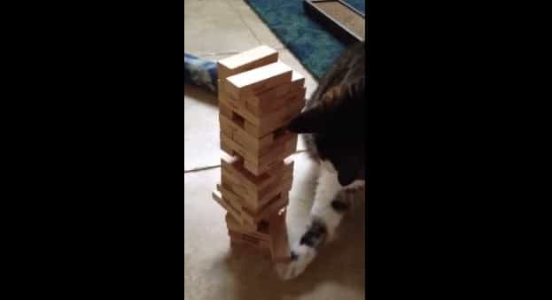 VIDEO: This Cat Has Mastered the Art of Playing Jenga Like a Ninja VIDEO: This Cat Has Mastered the Art of Playing Jenga Like a Ninja