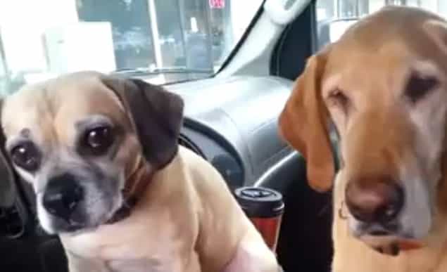 That’s Gas: The Funniest Video We’ve Seen This Week That’s Gas: The Funniest Video We’ve Seen This Week