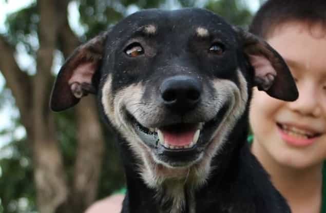 Nine-Year-Old Boy Creates Makeshift Animal Shelter To Help Stray Dogs Nine-Year-Old Boy Creates Makeshift Animal Shelter To Help Stray Dogs