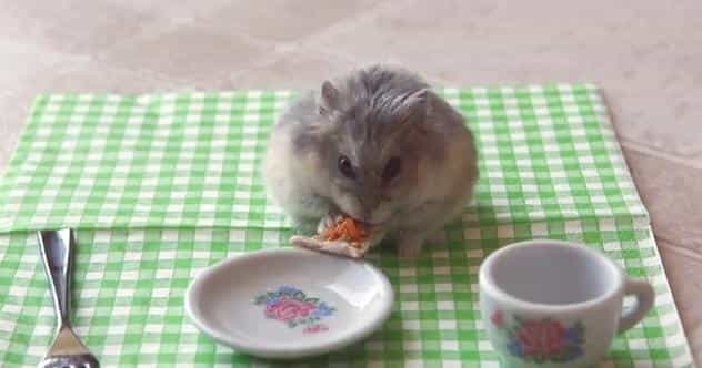 VIDEO – Your Friday Aww, Tiny Hamster Eating A Tiny Pizza