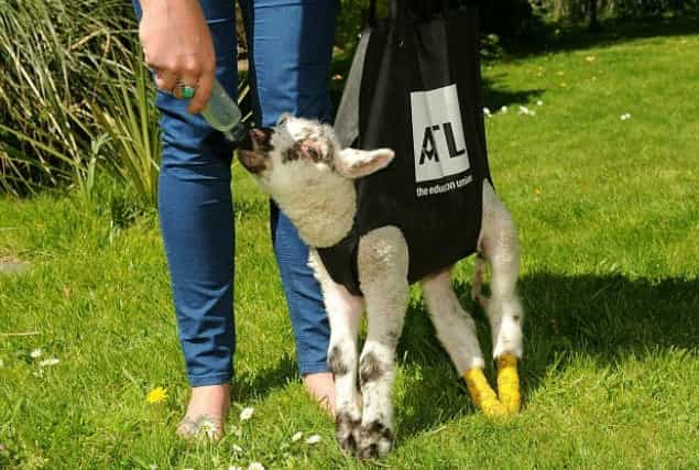 VIDEO: Wobbly Lamb Gets Help to Stand From Creative Woman With Shopping Bag VIDEO: Wobbly Lamb Gets Help to Stand From Creative Woman With Shopping Bag