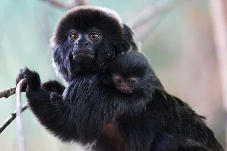 In Pictures – Meet The Adorable New Arrival at Dublin Zoo In Pictures – Meet The Adorable New Arrival at Dublin Zoo