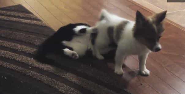 VIDEO – This Compilation Of Dogs Attempting To Sit On Cats Will Make Your Day
