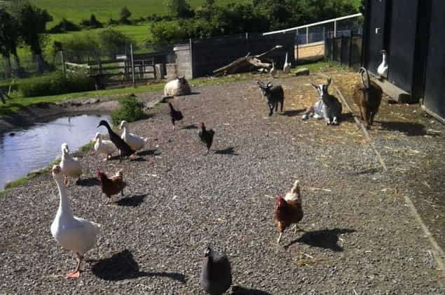 A Day In The Life – Her.ie Spends The Day With The DSPCA A Day In The Life – Her.ie Spends The Day With The DSPCA