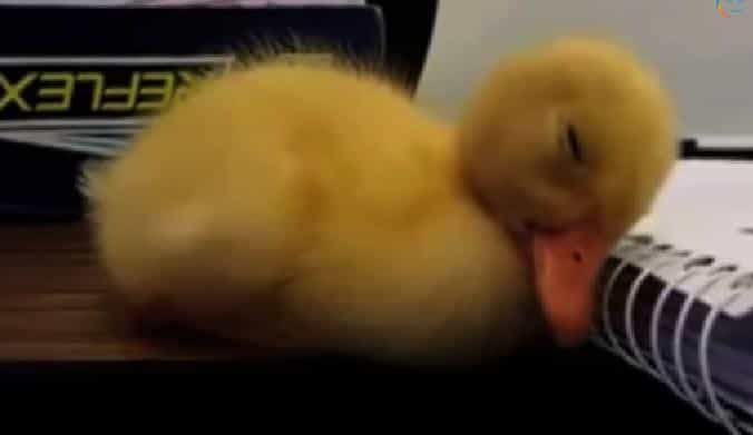 Time For A Snooze? This Video Of Animals Dozing Off Pretty Much Sums Up Everyone’s Monday