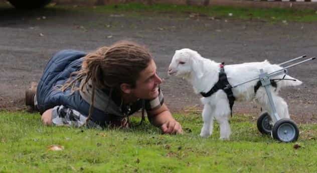 Frostie The Goat Ditches The Wheelchair After Being Nursed Back To Health By Sanctuary Workers Frostie The Goat Ditches The Wheelchair After Being Nursed Back To Health By Sanctuary Workers