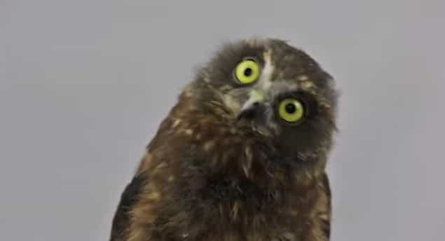 VIDEO – The Owl Whisperer, This Guy Tries To Get A Terrifying Owl Out Of His House