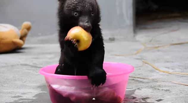 VIDEO – Meet Smudge, The Most Adorable Baby Bear In The World VIDEO – Meet Smudge, The Most Adorable Baby Bear In The World