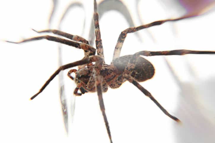 Spider Lives For Three Days Inside Man After Crawling Through Appendix Scar