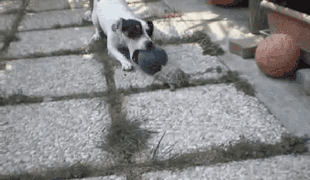 VIDEO: Forget The World Cup, Turtle Vs Dog Is The Only Ball Game We Want To Watch