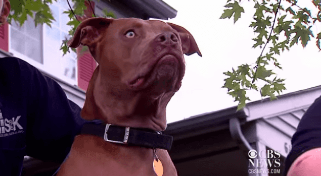 WATCH: Ace By Name, Ace By Nature! Dog Rescues Deaf Owner From Burning House