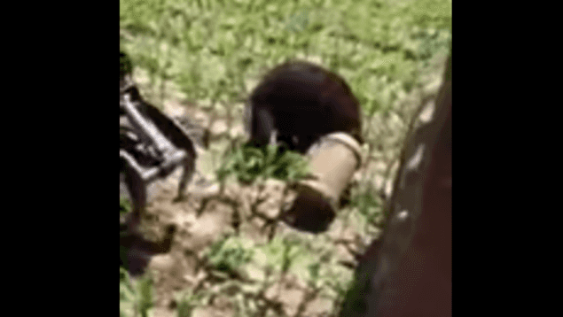 It’s A Real Life Winnie The Pooh! Bear Gets Head Stuck In Bucket – Is Freed By Tractor
