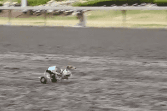 VIDEO: Wheelchair Bound Dog ‘Anderson Pooper’ Competes In Wiener Dog Rally