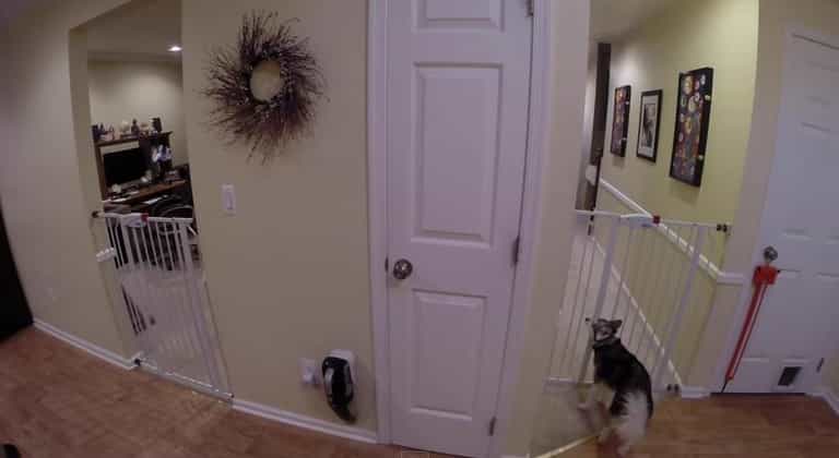 VIDEO – Owner Sets Up Camera To Find Out How Dog Keeps Escaping The Kitchen VIDEO – Owner Sets Up Camera To Find Out How Dog Keeps Escaping The Kitchen