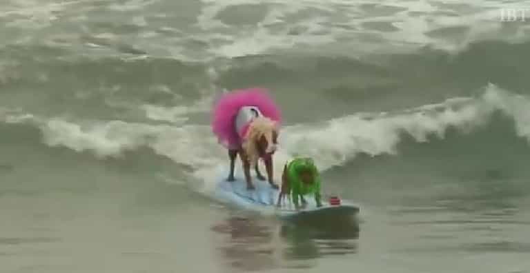 Nothing To See Here, Just A Dog Surfing Competition Nothing To See Here, Just A Dog Surfing Competition
