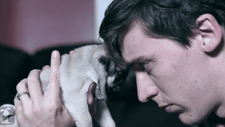 Dawn Of The Planet Of The Pugs Is Probably More Cuteness Than You Can Handle Dawn Of The Planet Of The Pugs Is Probably More Cuteness Than You Can Handle