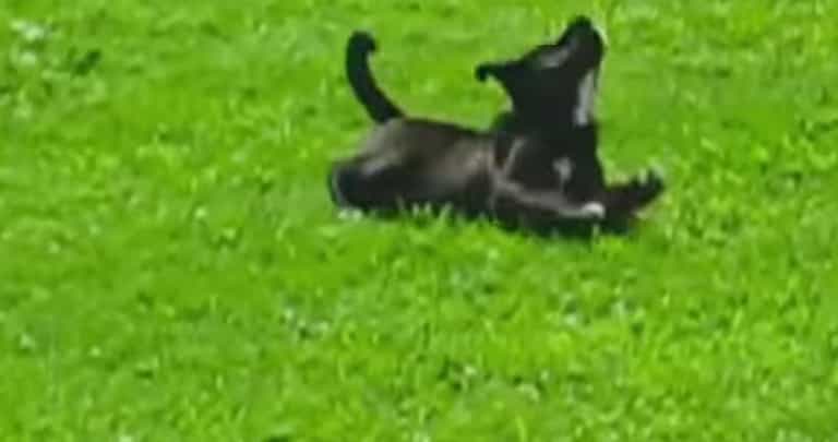VIDEO – Here’s A Video Of Puppies Rolling Down A Hill. That Is All VIDEO – Here’s A Video Of Puppies Rolling Down A Hill. That Is All