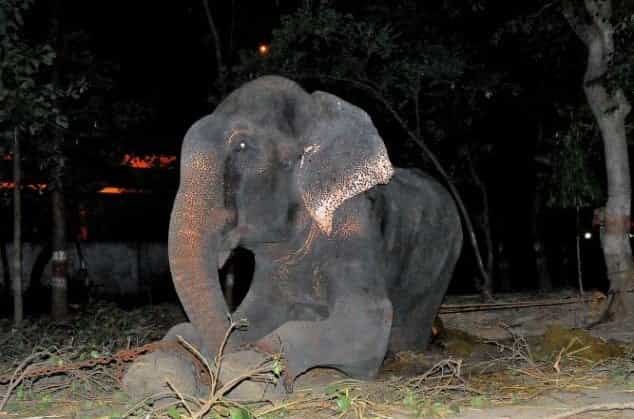 VIDEO – Elephant Held In Chains For Fifty Years Cried Upon Release