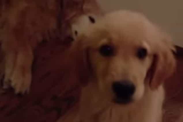 Friday Aww… Retriever Puppy Comforts Older Dog After Bad Dream Friday Aww… Retriever Puppy Comforts Older Dog After Bad Dream