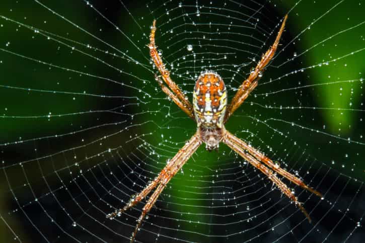 Living In The City And Afraid Of Spiders? You May Want To Move… *Shivers* Living In The City And Afraid Of Spiders? You May Want To Move… *Shivers*
