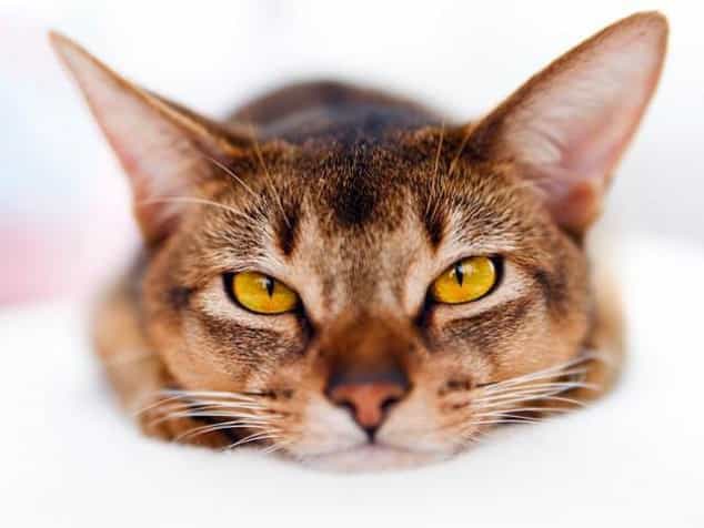 Are You A Lonely Cat Lady? You Might Want To Move Your Account To This Russian Bank Are You A Lonely Cat Lady? You Might Want To Move Your Account To This Russian Bank