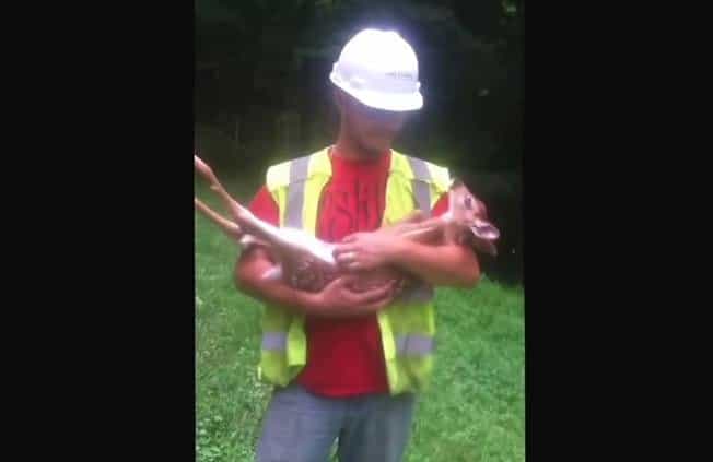 VIDEO – This Is One Baby Deer Who Just Loves The Attention VIDEO – This Is One Baby Deer Who Just Loves The Attention