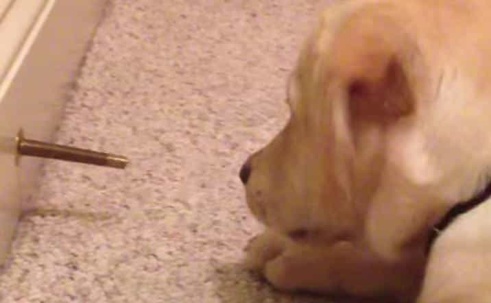 Stella And The Doorstop: This Dog’s Argument With A Doorstop Is Adorable And Hilarious Stella And The Doorstop: This Dog’s Argument With A Doorstop Is Adorable And Hilarious