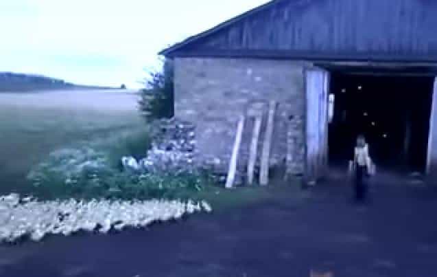ATTENTION! These Ducks Certainly Understand Army Commands