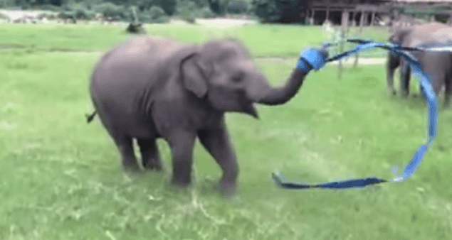 WATCH: This Elephant Playing With A Ribbon Is The Best Start Ever To Your Weekend WATCH: This Elephant Playing With A Ribbon Is The Best Start Ever To Your Weekend